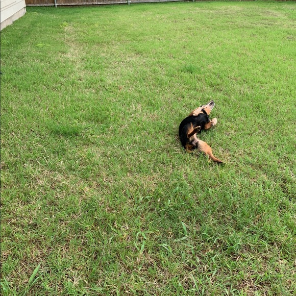 Meet your Poshers, Tracey and BeanieDoodle - Picture 5 of 15